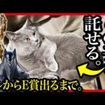 【一番くじ ヒロアカ】 相反する思い オールフォーワン欲しいので深夜開催で本気を出した結果...【猫 僕のヒーローアカデミア】