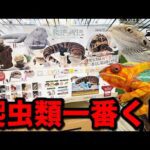 【一番くじ】爬虫類と両生類しか当たらない。衝撃的な一番くじの続編がヤバすぎた。｜一番くじ、一番賞、爬虫類