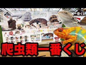 【一番くじ】爬虫類と両生類しか当たらない。衝撃的な一番くじの続編がヤバすぎた。｜一番くじ、一番賞、爬虫類