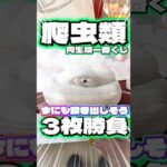 毎日一番くじ772日目爬虫類＆両生類一番くじはフィギュアがめちゃくちゃリアル‼️今にも動き出しそう‼️#shorts #一番くじ #爬虫類