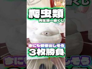 毎日一番くじ772日目爬虫類＆両生類一番くじはフィギュアがめちゃくちゃリアル‼️今にも動き出しそう‼️#shorts #一番くじ #爬虫類