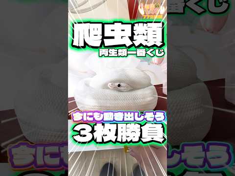 毎日一番くじ772日目爬虫類＆両生類一番くじはフィギュアがめちゃくちゃリアル‼️今にも動き出しそう‼️#shorts #一番くじ #爬虫類